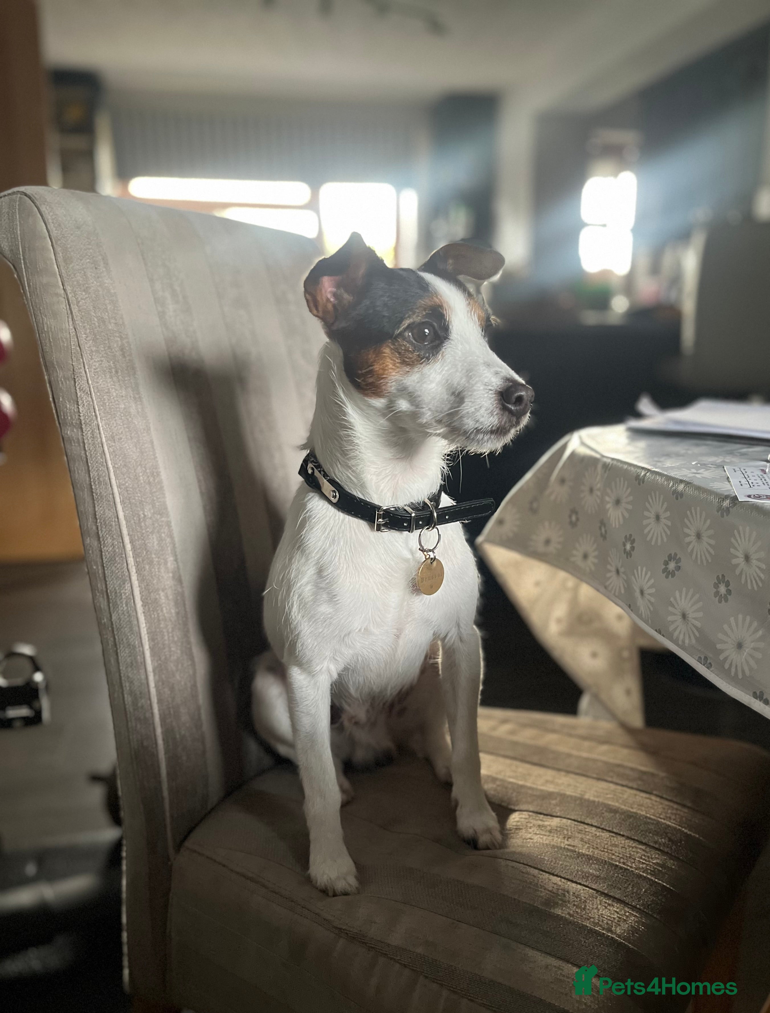 Jack Russell dogs Jack Russell for *STUD* - Advert 1