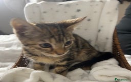 Bengal cats for sale: Bengal kittens ready now - Image 8