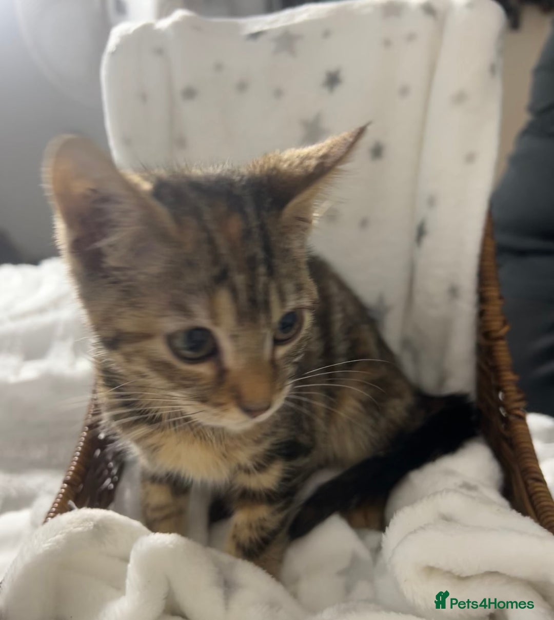 Bengal cats for sale: Bengal kittens ready now - Image 8
