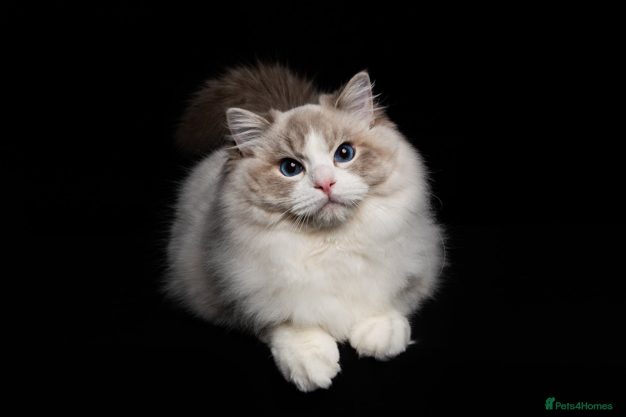Ragdoll cats SHOW TYPE RAGDOLL BLUE MITTED - Advert 9