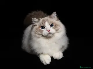 Ragdoll cats SHOW TYPE RAGDOLL BLUE MITTED - Advert 16