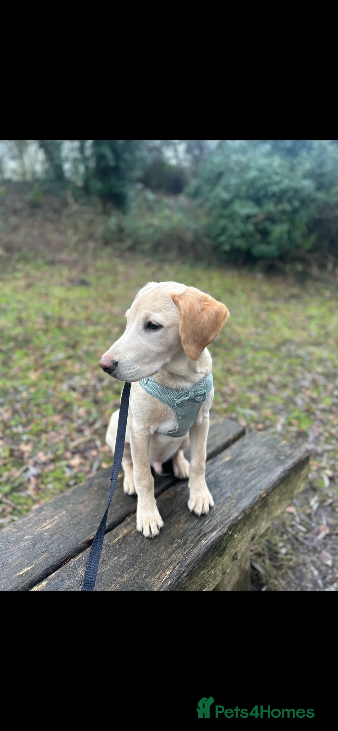 Labrador Retriever dogs for sale: Buddy - Advert 6