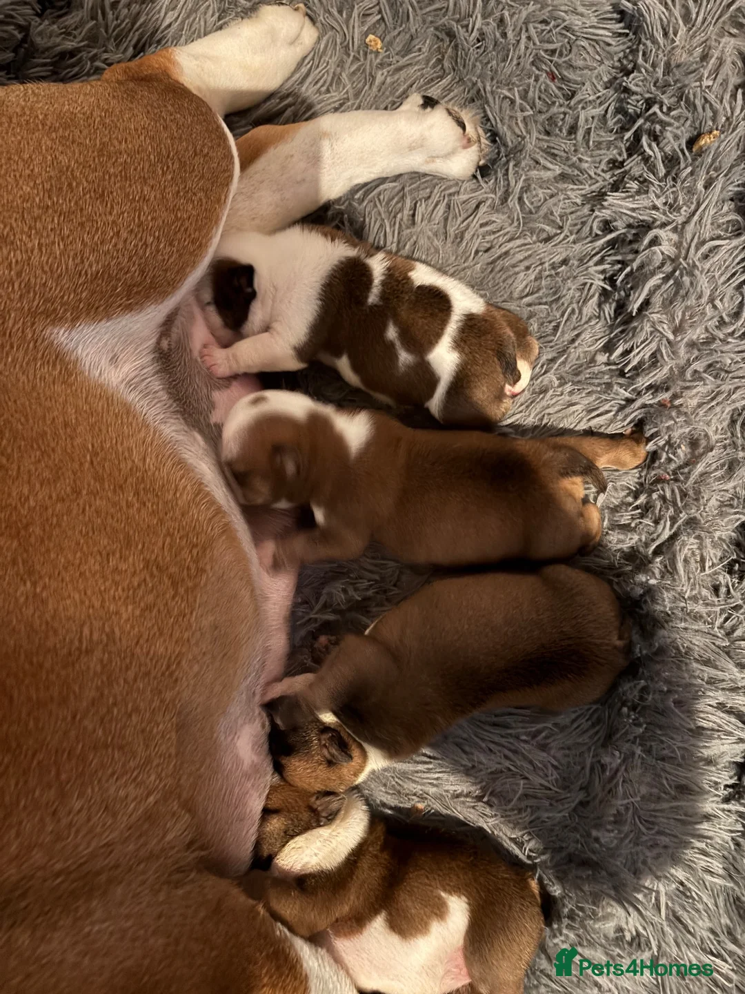 English Bulldog dogs for sale: Traditional British bulldogs  - Advert 2