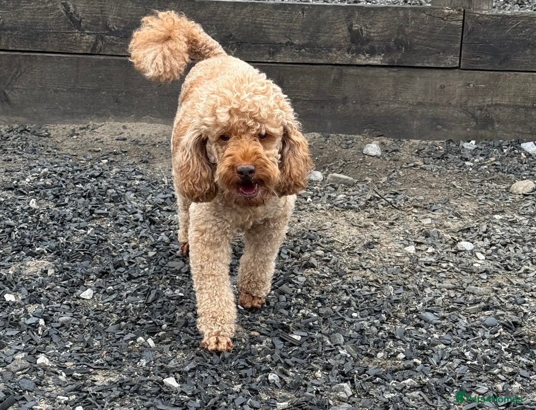 Miniature Poodle dogs for sale:    Red Miniature Poodle Boy - Image 5