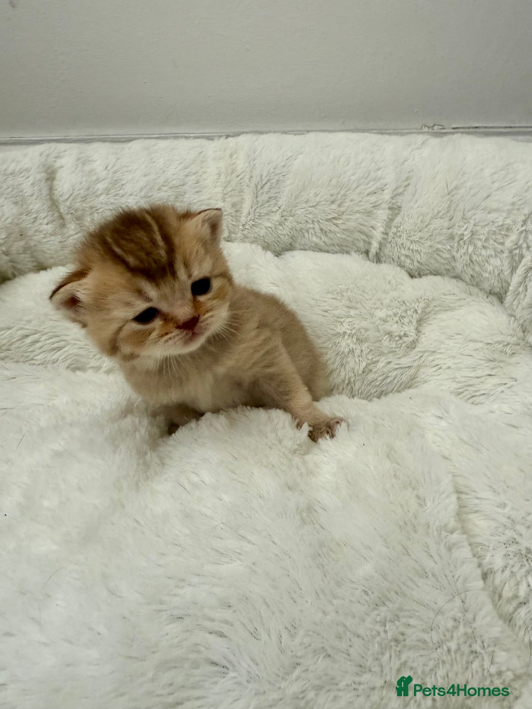 British Shorthair cats for sale: British shorthair kittens  - Image 27