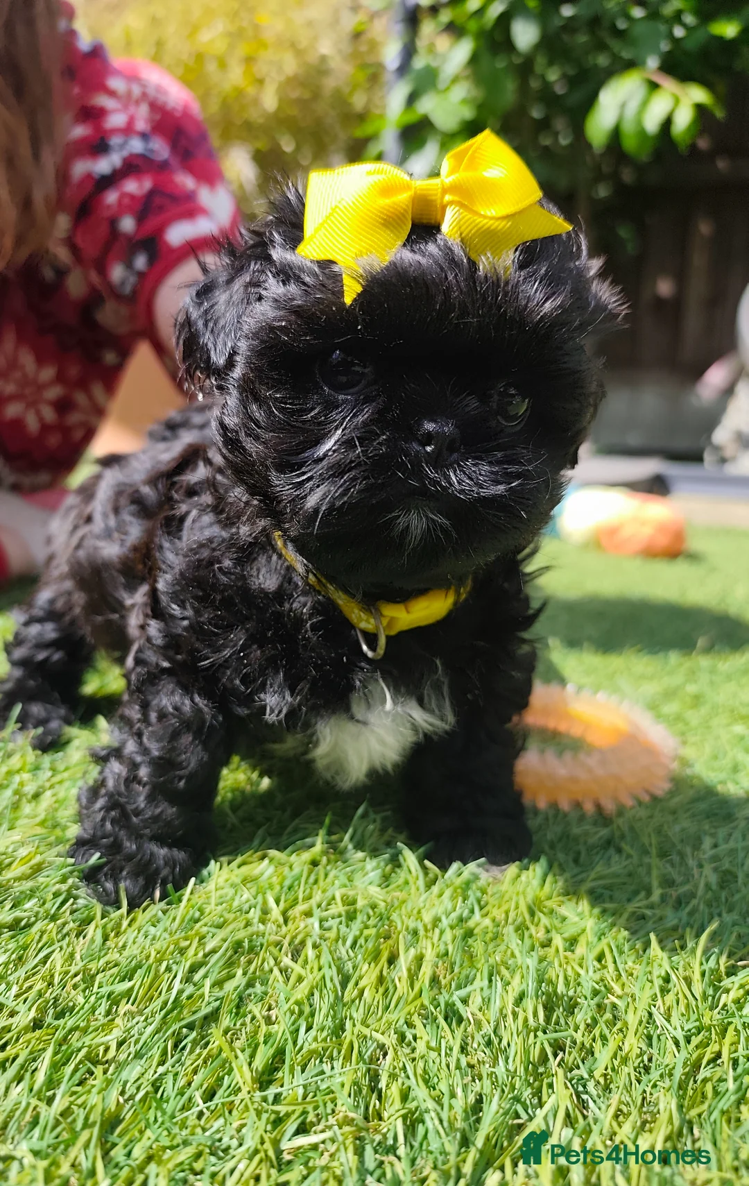 Shih Tzu dogs for sale: Redy Now !!!! Half imperial shih Tzu boy - Advert 1