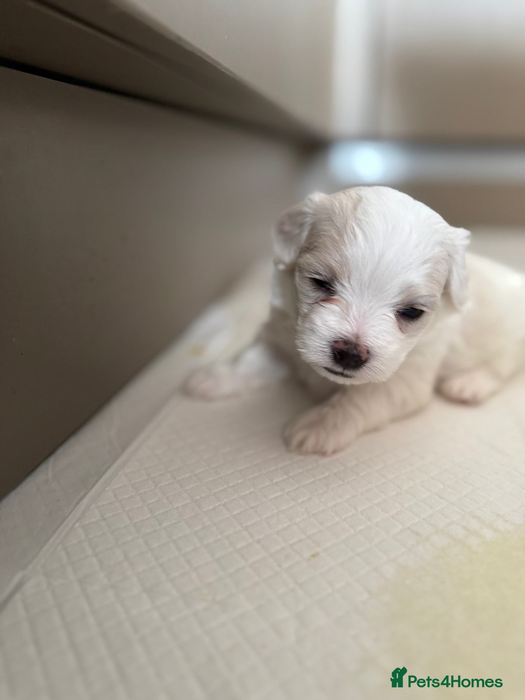 Maltese dogs for sale: 5 Generation KC registered Maltese - Image 3