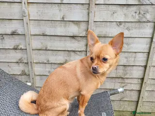 Mixed Breed dogs Looking for my forever home - Advert 1