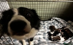 Sprollie dogs for sale: 3/4 border collie 1/4 spaniel puppies - Image 8