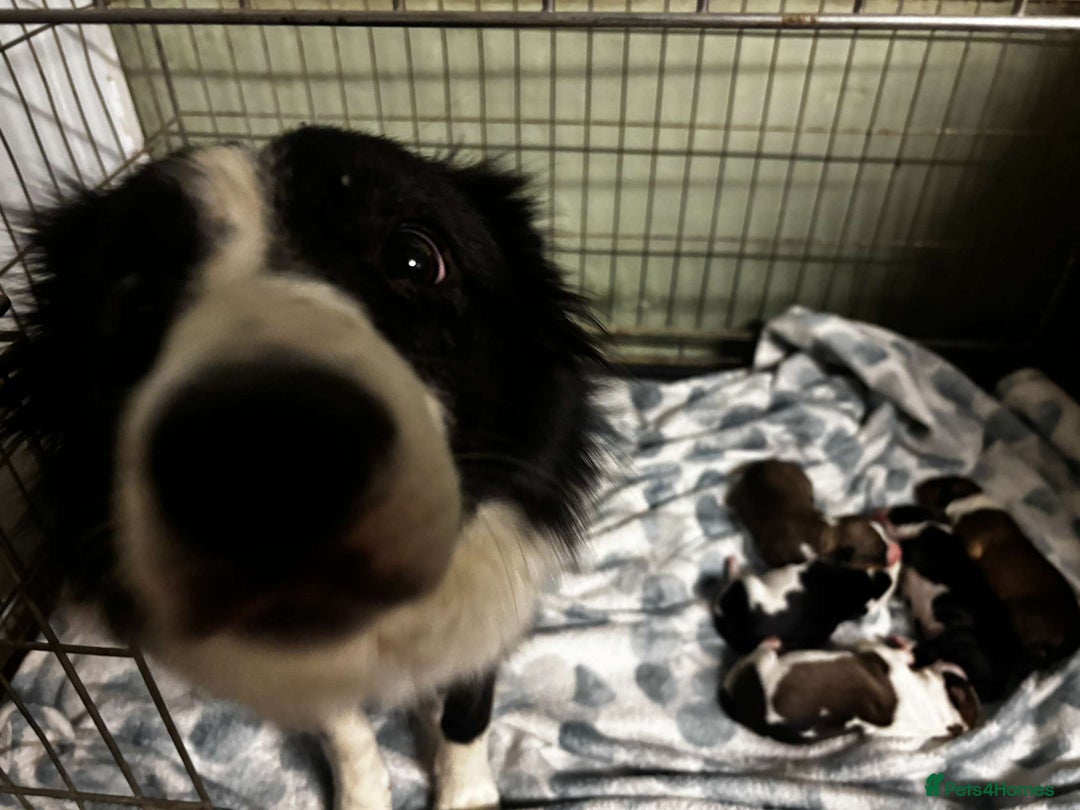 Sprollie dogs for sale: 3/4 border collie 1/4 spaniel puppies - Image 8