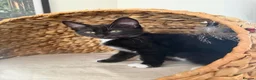 Mixed Breed cats for sale: 2 male kittens - Advert 2