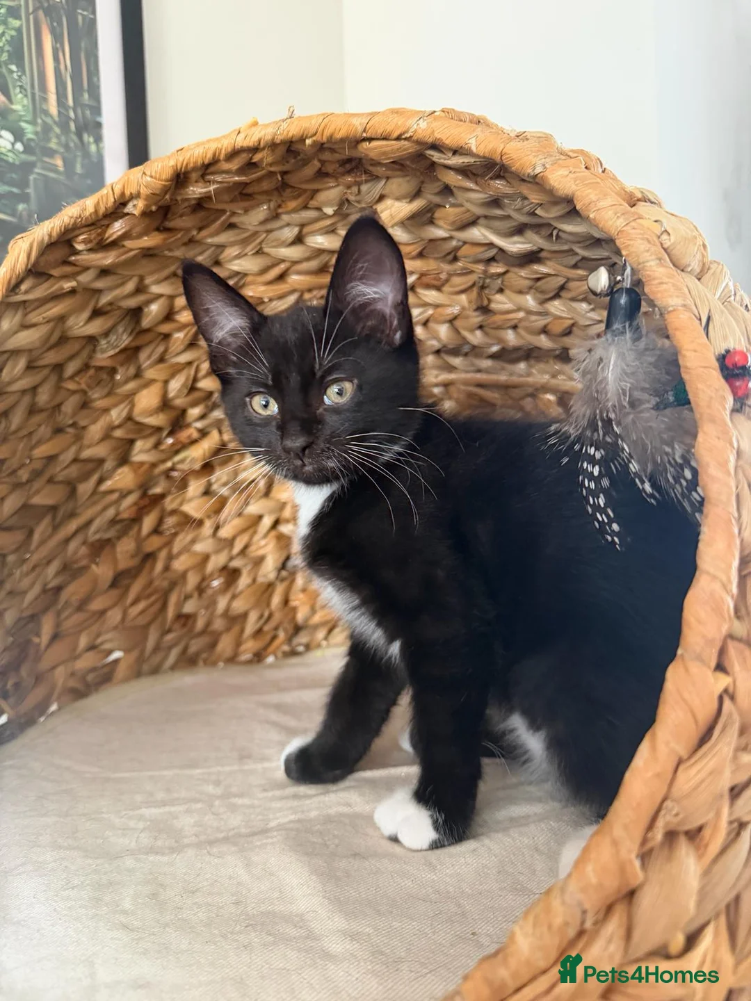Mixed Breed cats for sale: 2 male kittens - Advert 2