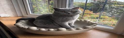 British Longhair cats for sale: Adorable GCCF registered British Longhair kittens in Bedford - Advert 2