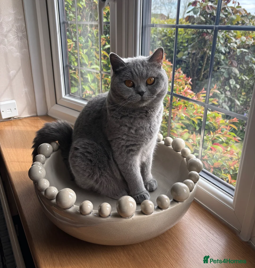 British Longhair cats for sale: Adorable GCCF registered British Longhair kittens in Bedford - Advert 2