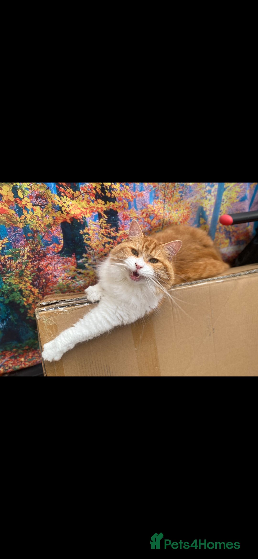 British Longhair cats for sale: Nobby - Advert 1