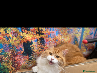 British Longhair cats Nobby - Advert 1