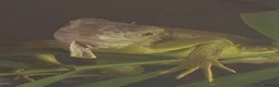 Mixed Breed reptiles for sale: Reptiles for sale mix of different ones  - Advert 3