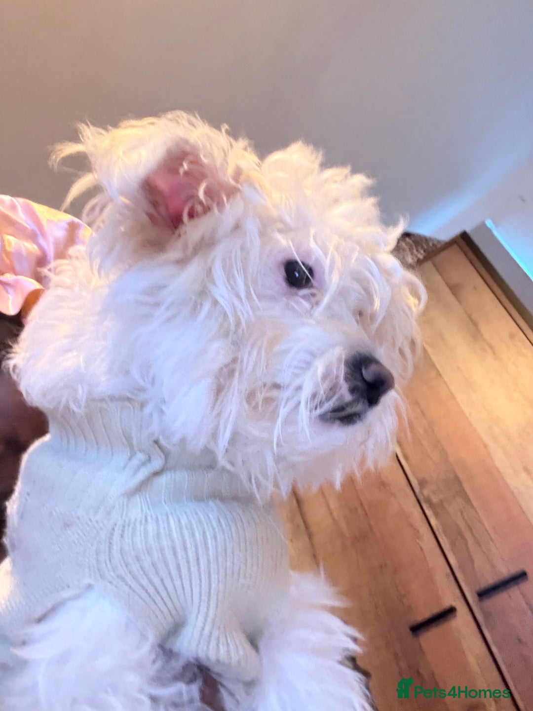 Mixed Breed dogs for sale: Maltese/bichon. - Image 7