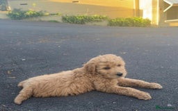 Goldendoodle dogs for sale: Goldendoodle puppy Rehoming - Image 3
