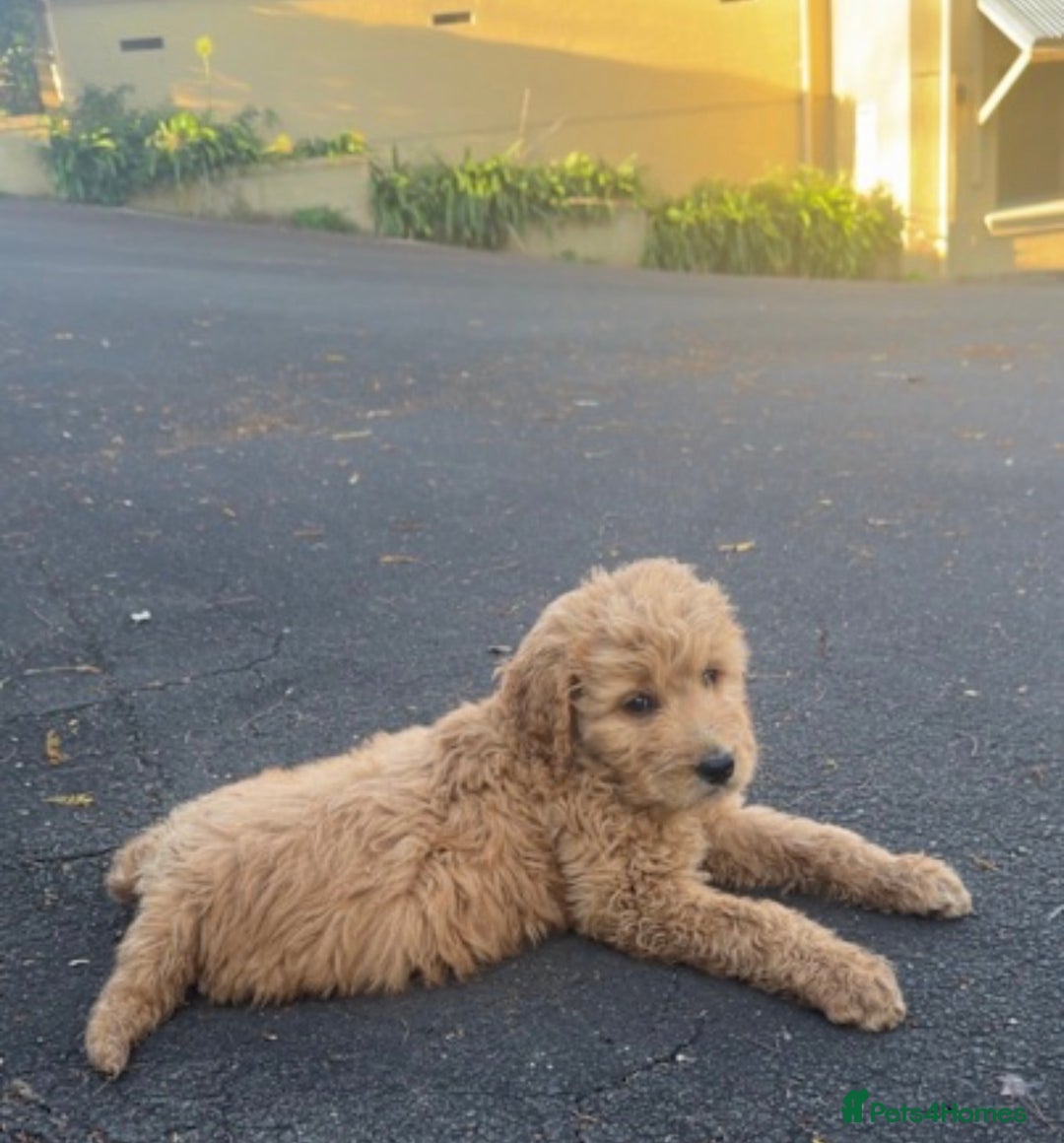 Goldendoodle dogs for sale: Goldendoodle puppy Rehoming - Image 3