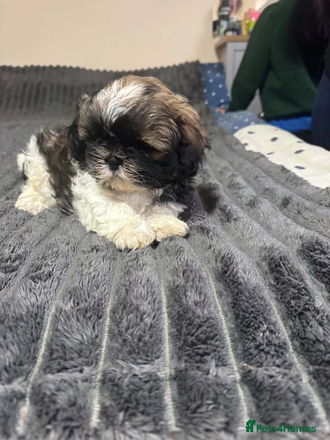 Shih Tzu dogs for sale: Two Shih Tzu puppies in Newmarket - Advert 1