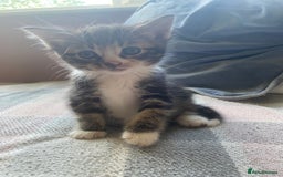 British Longhair cats for sale: 4 Beautiful tabby kittens - Image 17