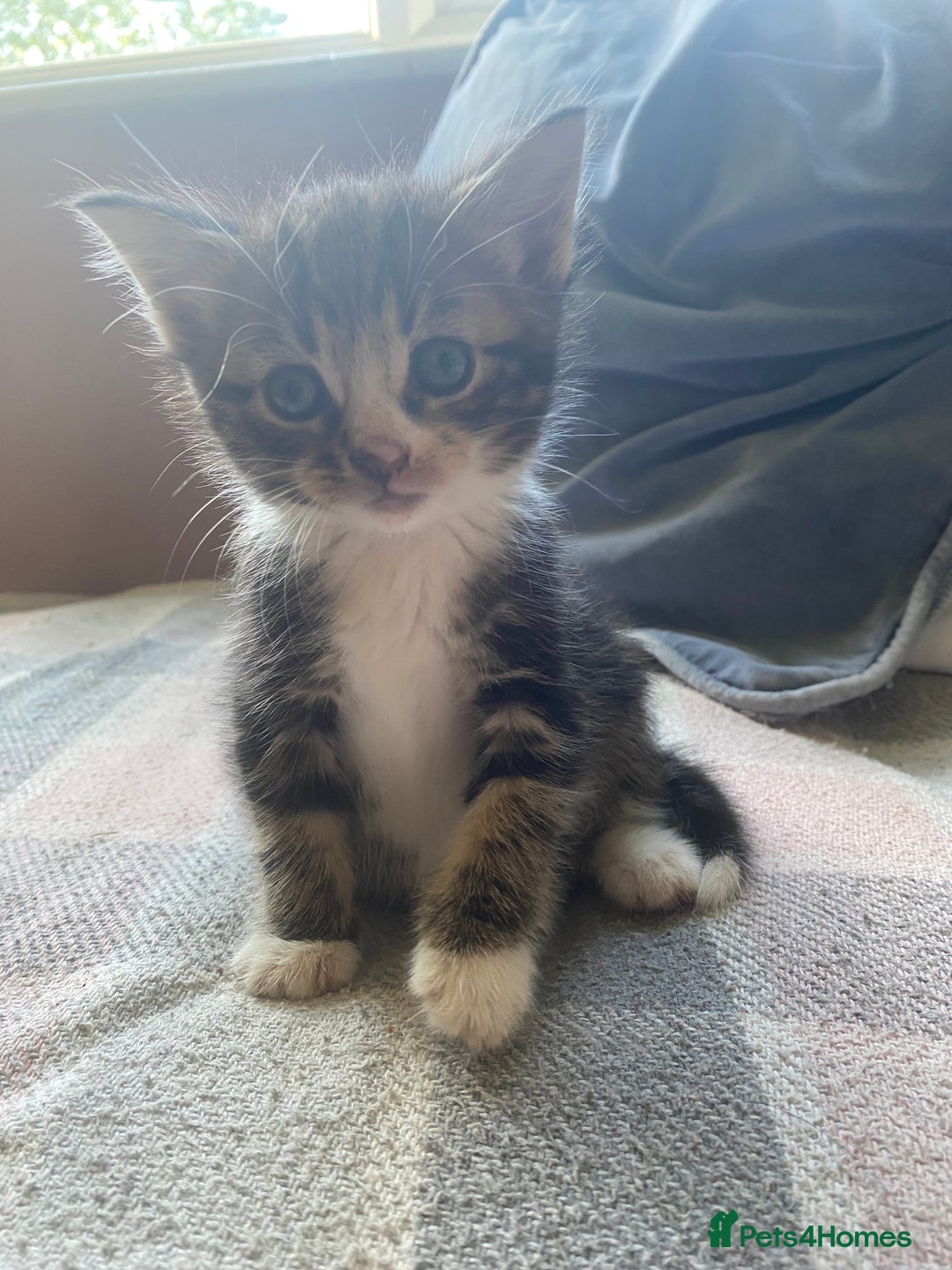British Longhair cats for sale: 4 Beautiful tabby kittens - Image 17
