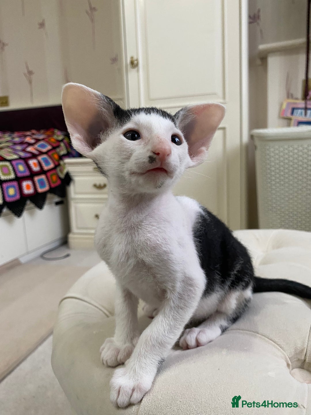 Oriental cats for sale: Beautiful Oriental Kittens for Sale - Advert 34