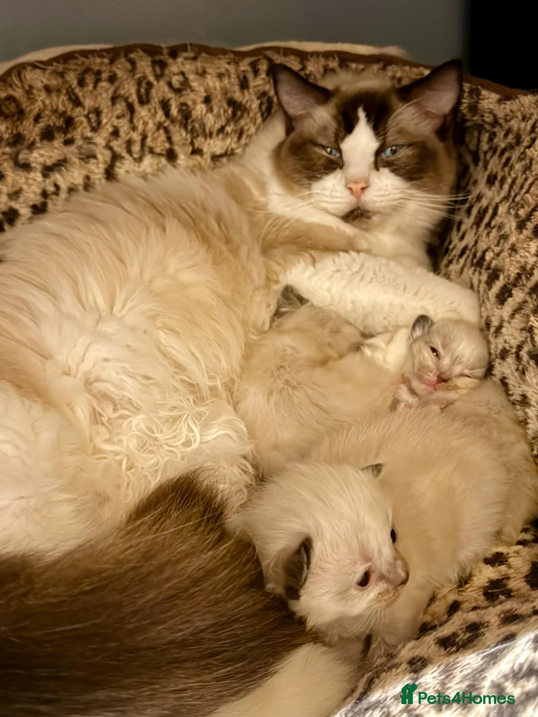 Ragdoll cats for sale: READY NOW TICA ACTIVE Kittens, European bi-colour - Advert 22
