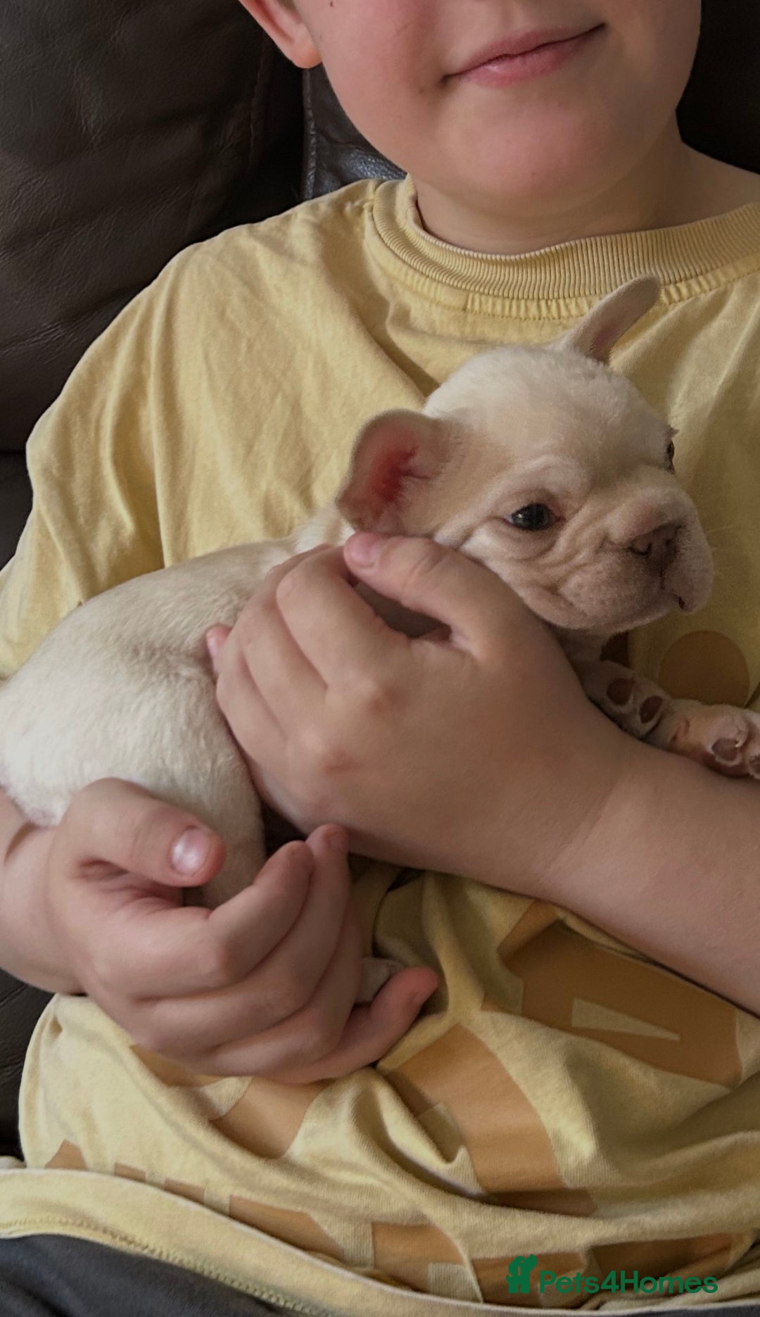 French Bulldog dogs for sale: Beautiful Frenchie babies-4 weeks free insurance - Image 10