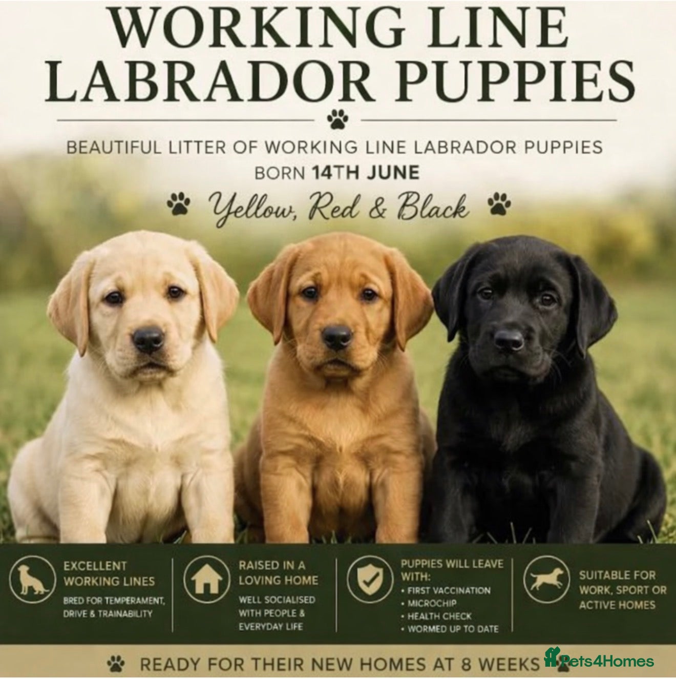 Labrador Retriever dogs Working Line Labrador Puppies  - Advert 1