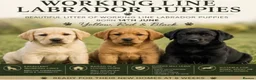 Labrador Retriever dogs for sale: Working Line Labrador Puppies  - Advert 1