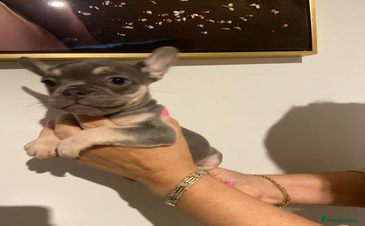 French Bulldog dogs - Advert 2