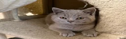 British Shorthair cats for sale: Stunning Lilac & Cream Tortie British Shorthair - Advert 3