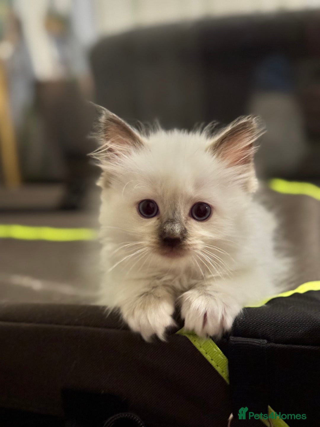 Ragdoll cats for sale: Sapphire's Ragdolls - Image 24