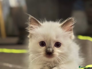 Ragdoll cats - Advert 15