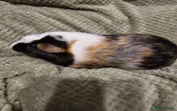 Guinea Pig rodents for sale: Looking for a new home - Image 1