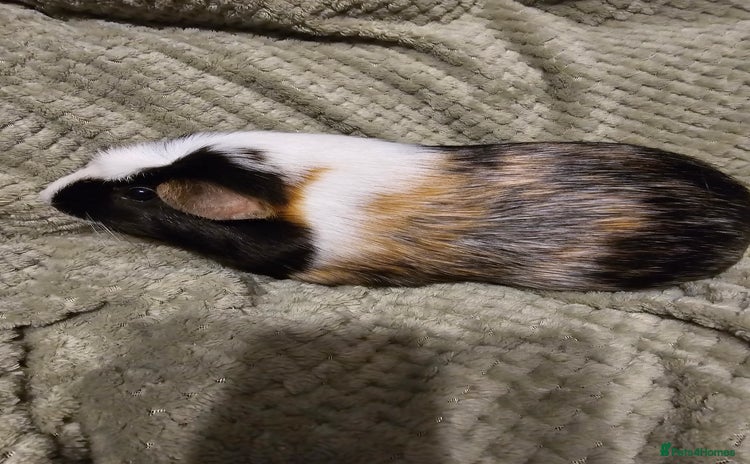 Guinea Pig rodents - Advert 4