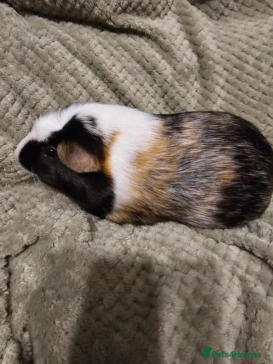 Guinea Pig rodents for sale: Looking for a new home - Image 1