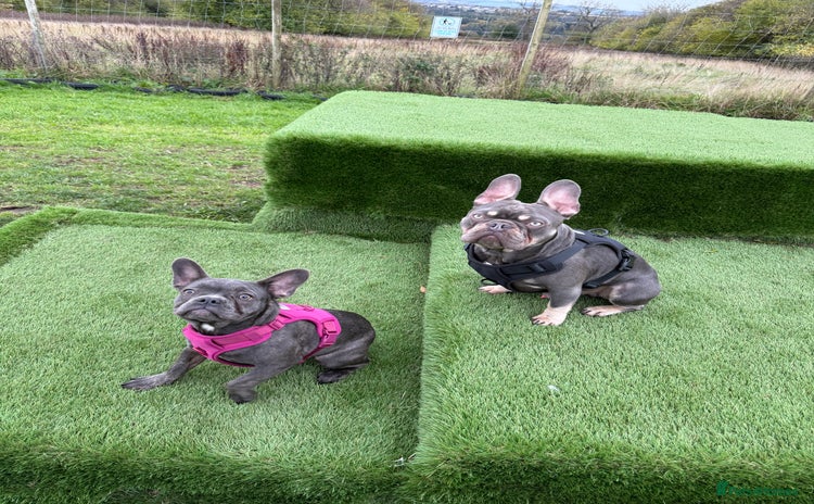 French Bulldog dogs Male and female french bull dogs  - Advert 2