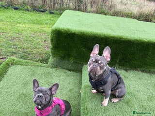 French Bulldog dogs for sale: Male and female french bull dogs - Advert 1