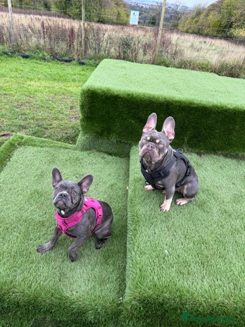 French Bulldog dogs Male and female french bull dogs - Advert 2