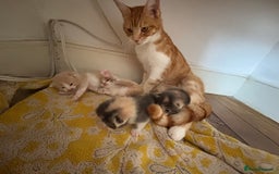 Maine Coon cats for sale: Beautiful Maine Coon X kittens - Image 6