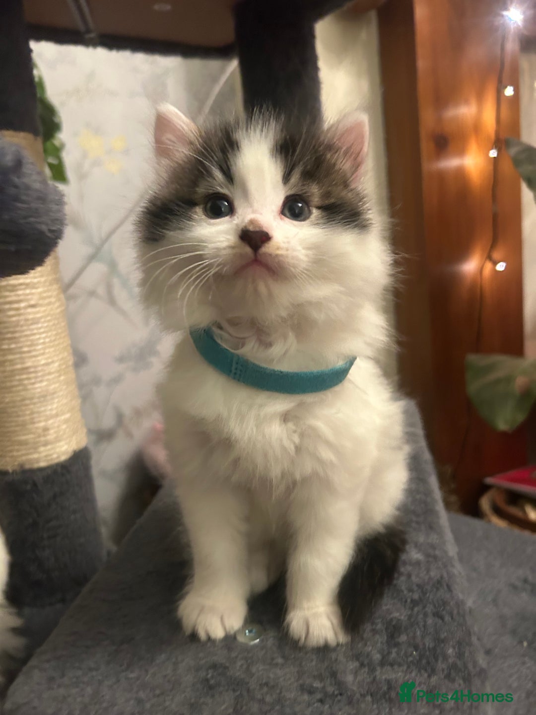 British Longhair cats for sale: Gorgeous Friendly Kittens - Advert 24