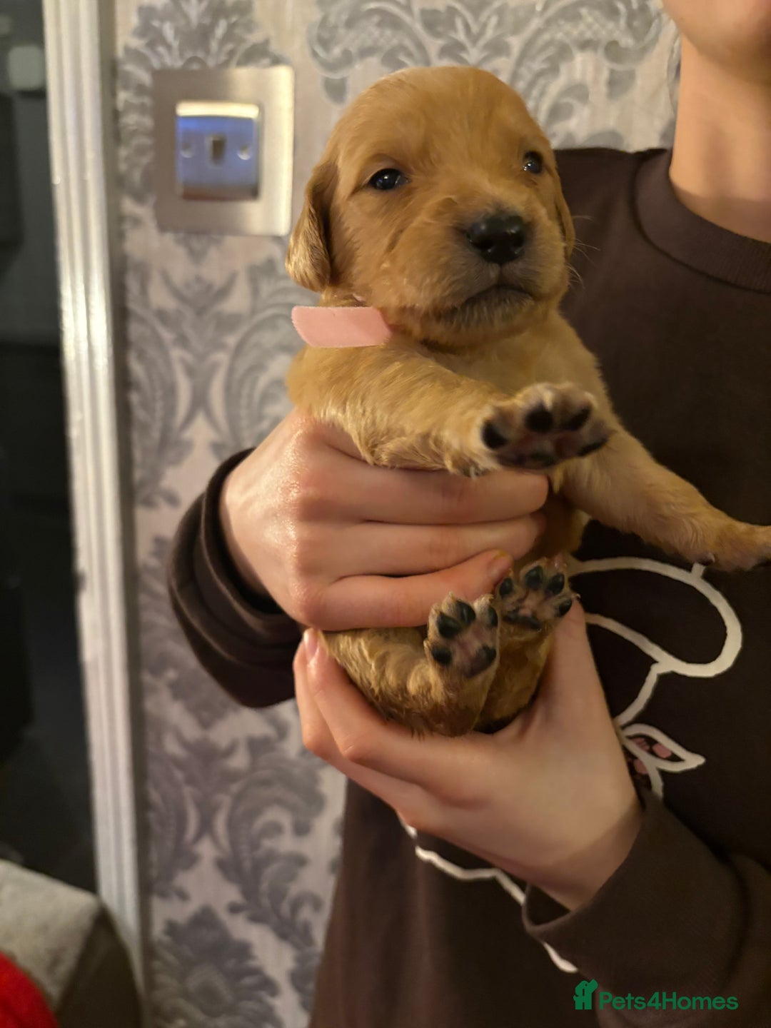 Golden Retriever dogs for sale: Adorable golden retriever puppies  - Advert 6