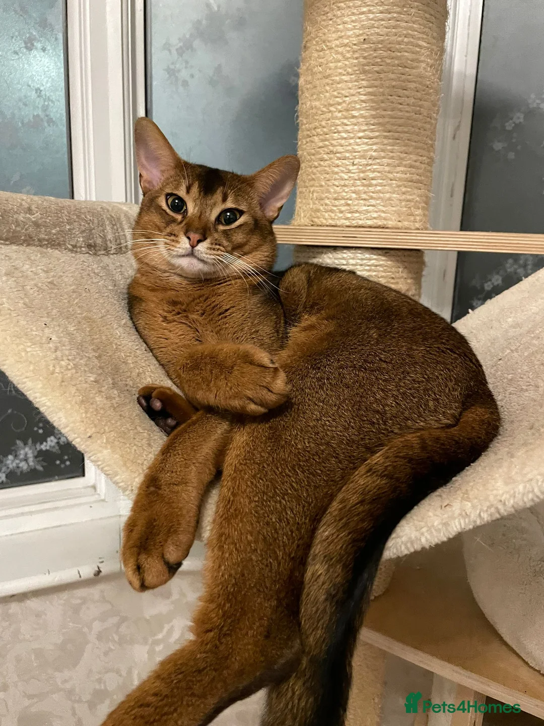 Abyssinian cats for stud: Rudy boy for stud - Advert 2