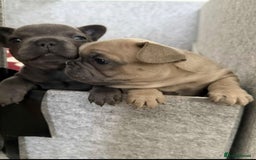 French Bulldog dogs for sale: 💔 Looking for a New Home - Image 4