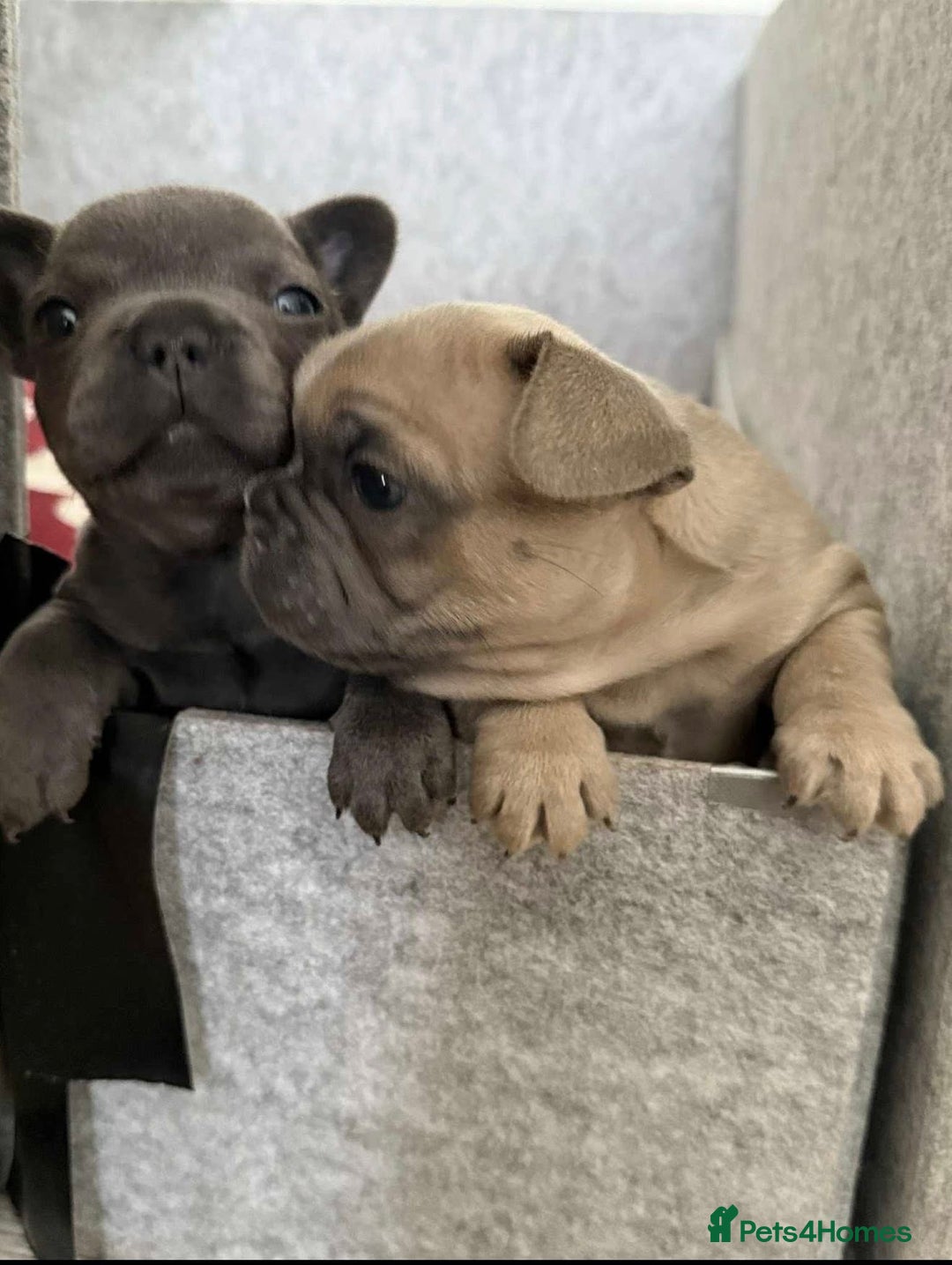 French Bulldog dogs for sale: 💔 Looking for a New Home - Image 4
