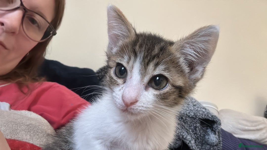 Mixed Breed cats for sale: Two beautiful ladies 💜 - Image 7