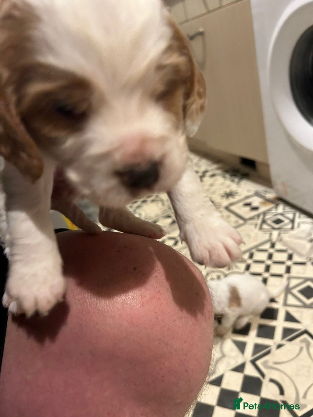 Cocker Spaniel dogs for sale: cocker spaniel puppies  - Advert 2